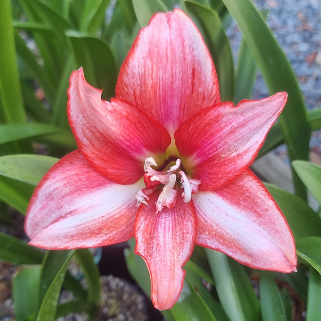 Hippeastrum ‘THCo #85 2025’ – MATURE 3+ YEAR OLD BULB