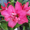 Hippeastrum ‘THCo #91 2025’ – MATURE 3+ YEAR OLD BULB