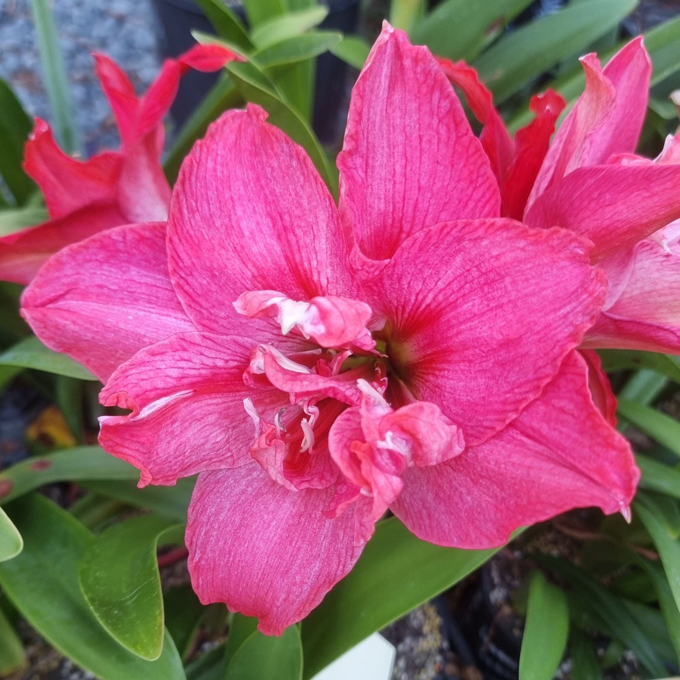 Hippeastrum ‘THCo #91 2025’ – MATURE 3+ YEAR OLD BULB