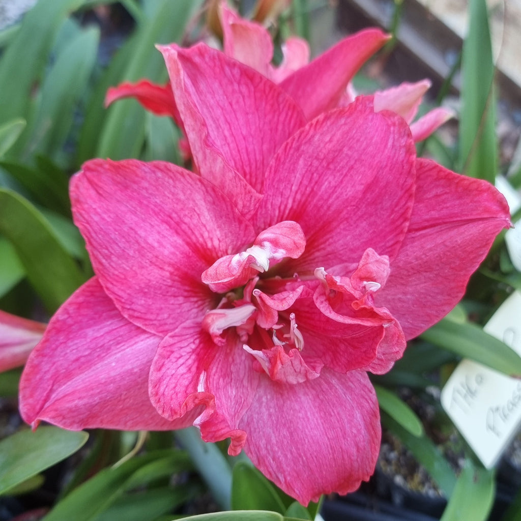 Hippeastrum ‘THCo #91 2025’ – MATURE 3+ YEAR OLD BULB