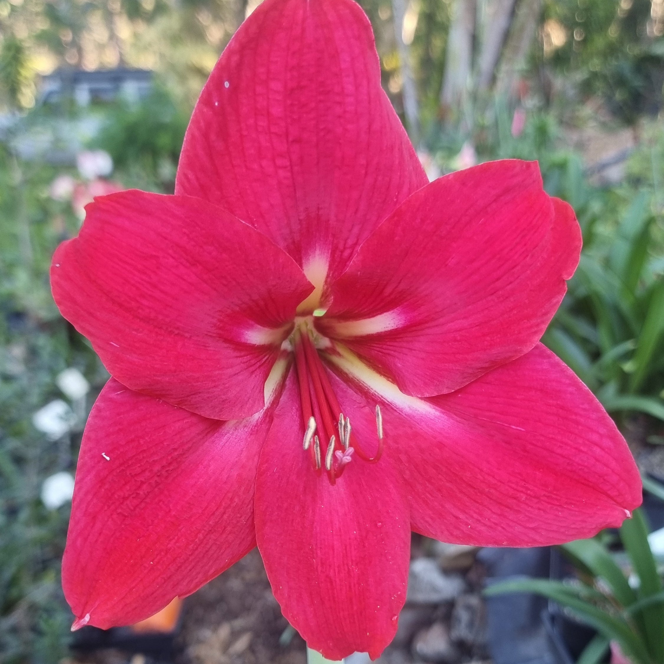 Hippeastrum ‘THCo #97 2025’ – MATURE 3+ YEAR OLD BULB
