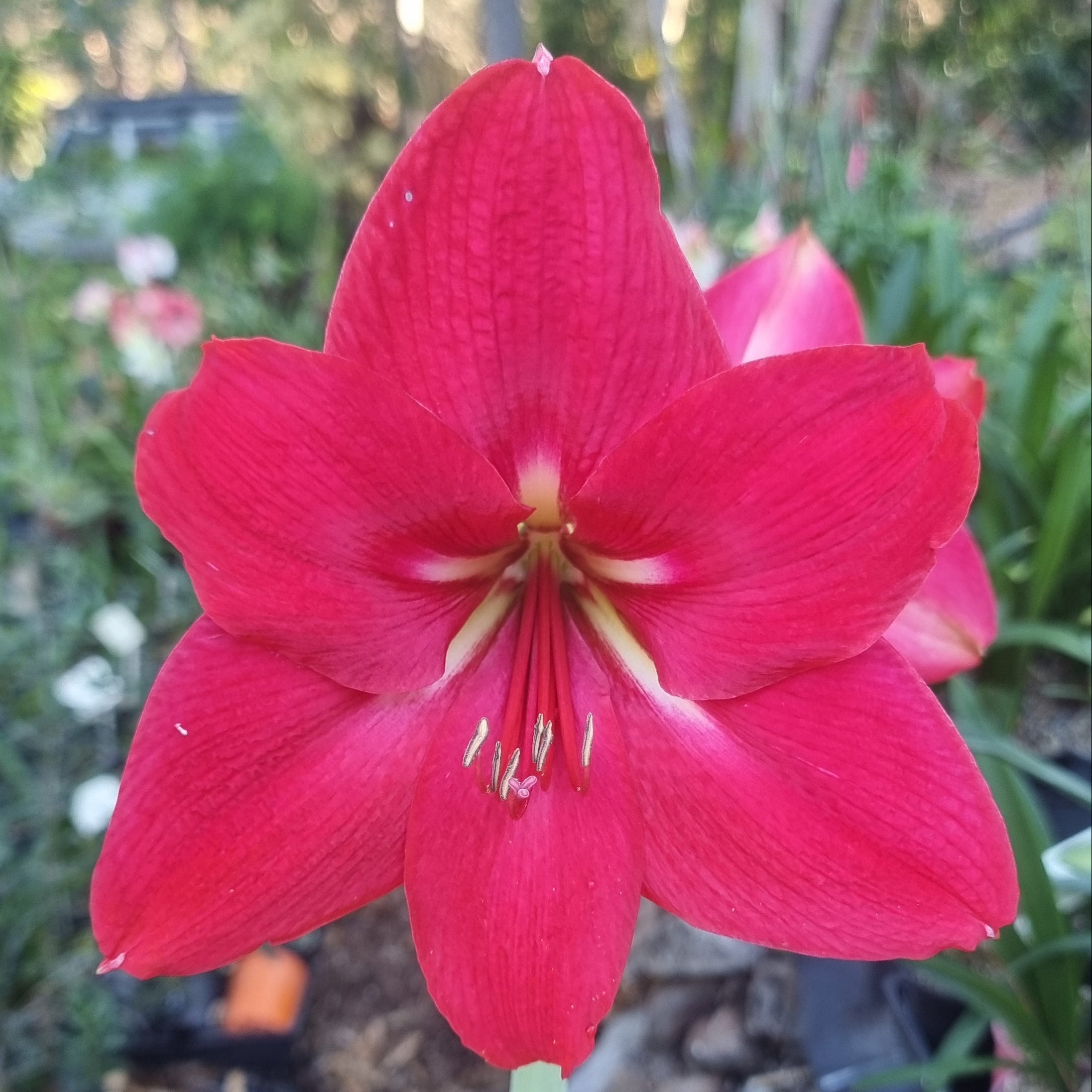 Hippeastrum ‘THCo #97 2025’ – MATURE 3+ YEAR OLD BULB