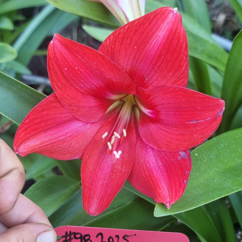 Hippeastrum 'THCo #98 2025' Flowering Sized Bulb
