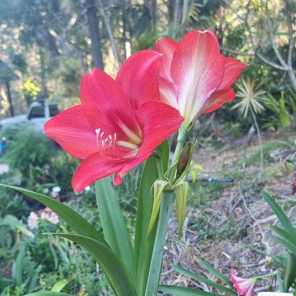 Hippeastrum 'THCo #98 2025' Flowering Sized Bulb