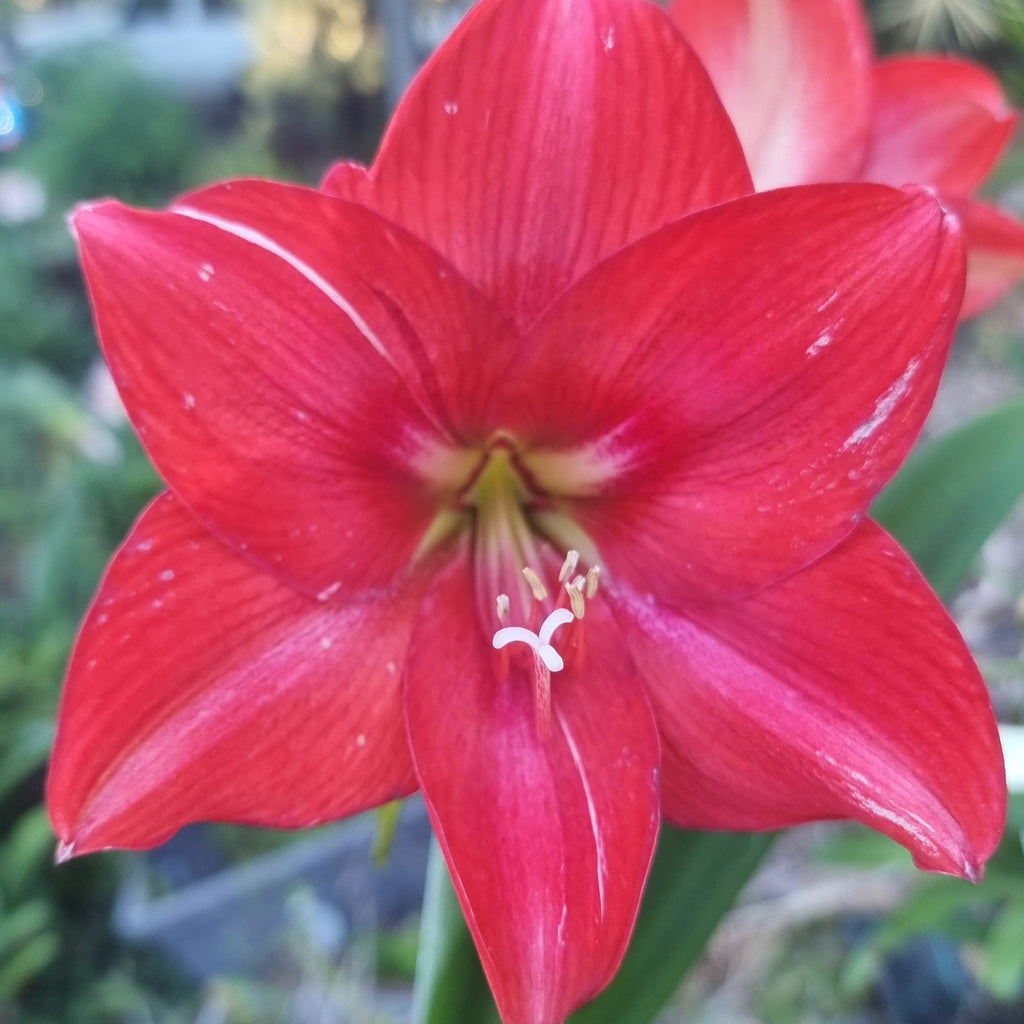 Hippeastrum 'THCo #98 2025' Flowering Sized Bulb