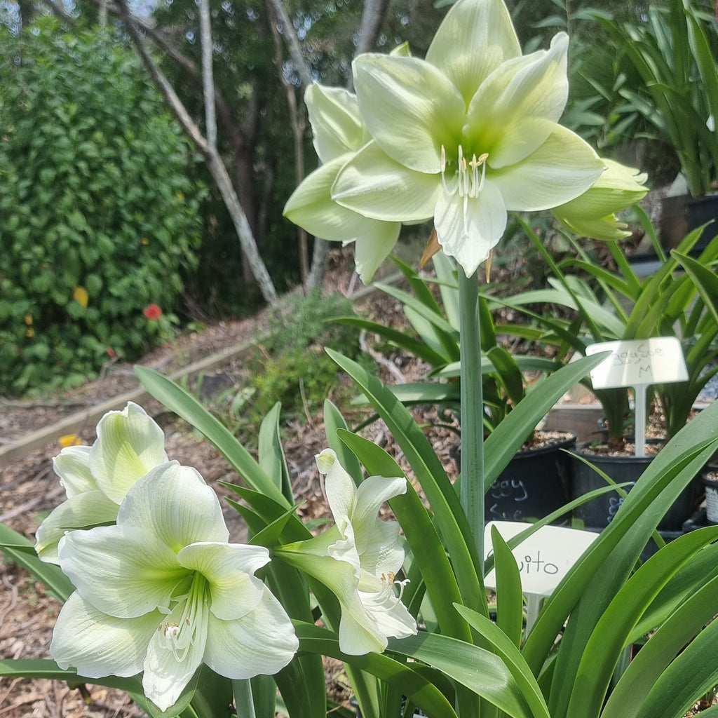 Hippeastrum ‘THCo Katherine’ – 18 Month Old Bulb