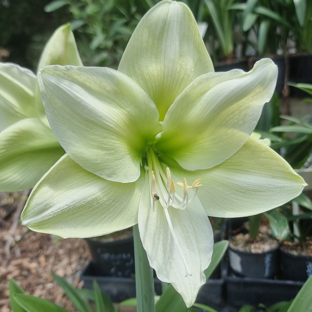 Hippeastrum ‘THCo Katherine’ – 18 Month Old Bulb