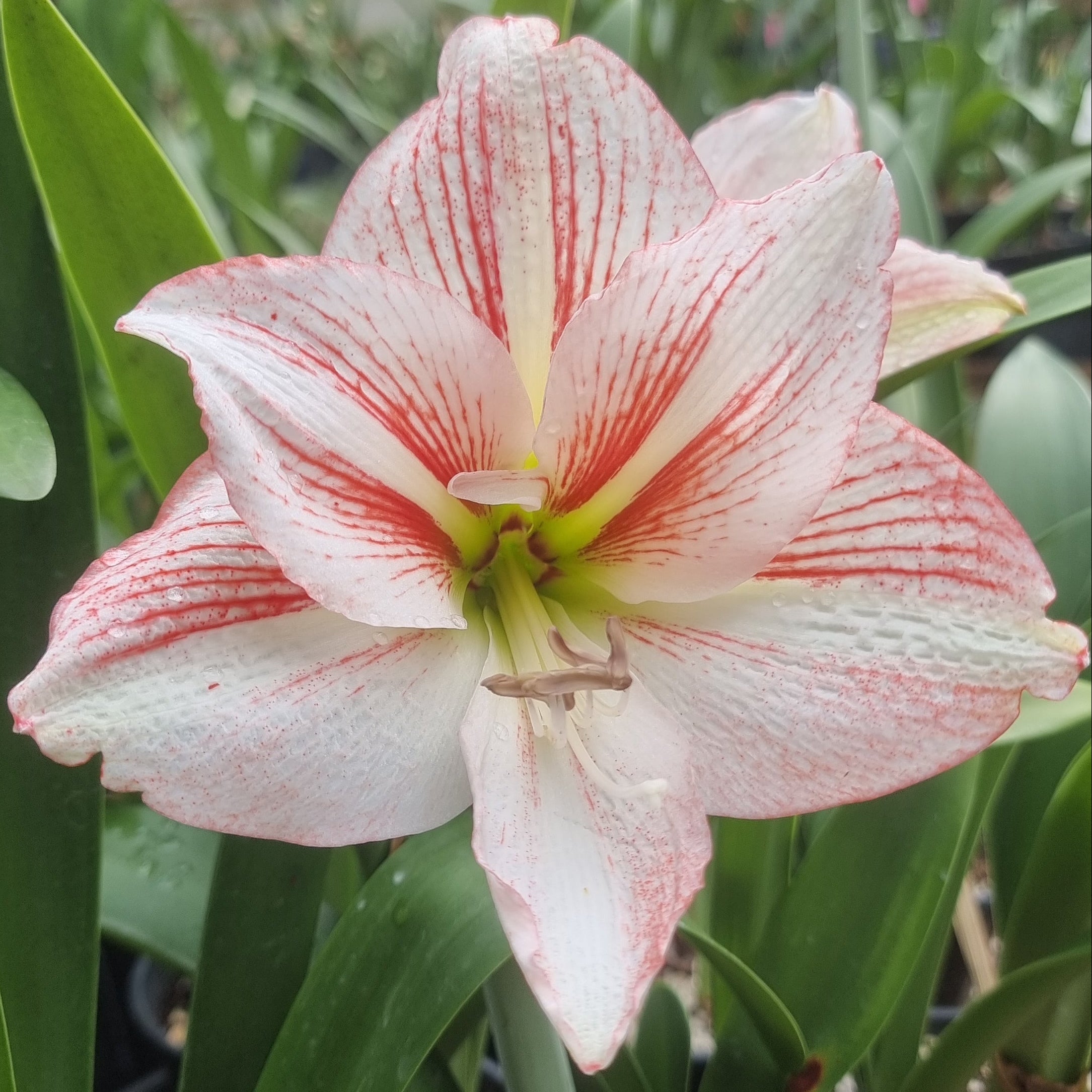 Maguires Hippeastrum 'Mumma Mia' 12 Month Old Bulb.