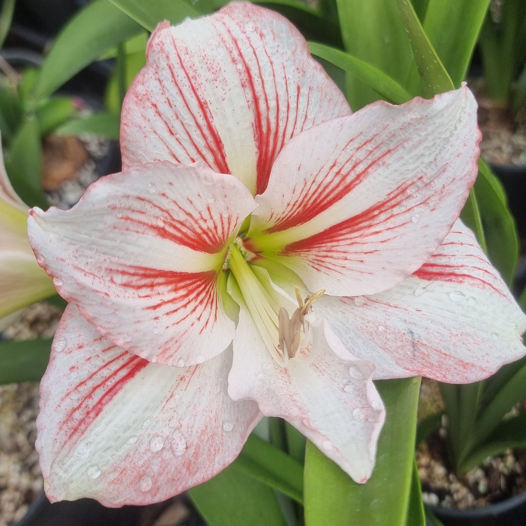 Maguires Hippeastrum 'Mumma Mia' 12 Month Old Bulb.