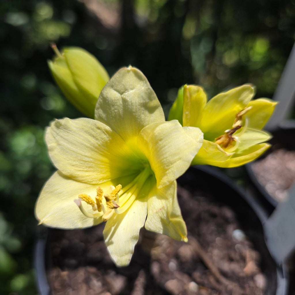 Hippeastrum 'Honeybee' – NEW! PRE ORDER!