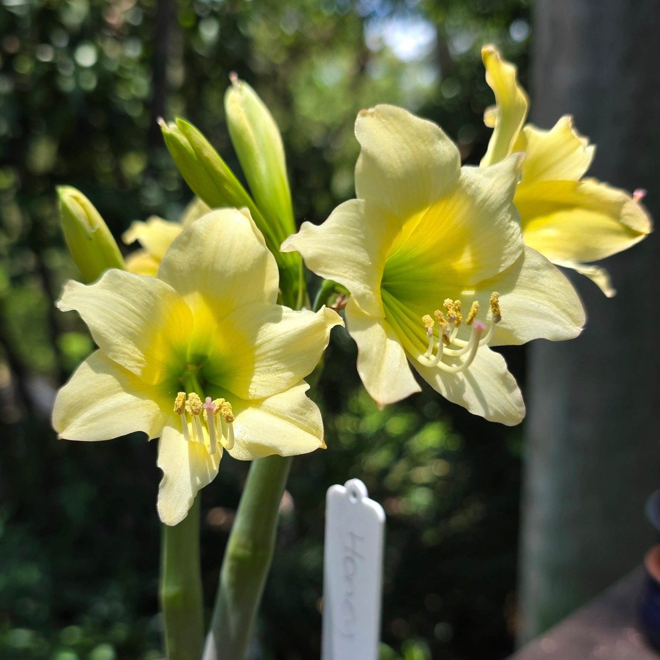 Hippeastrum 'Honeybee' – NEW! PRE ORDER!