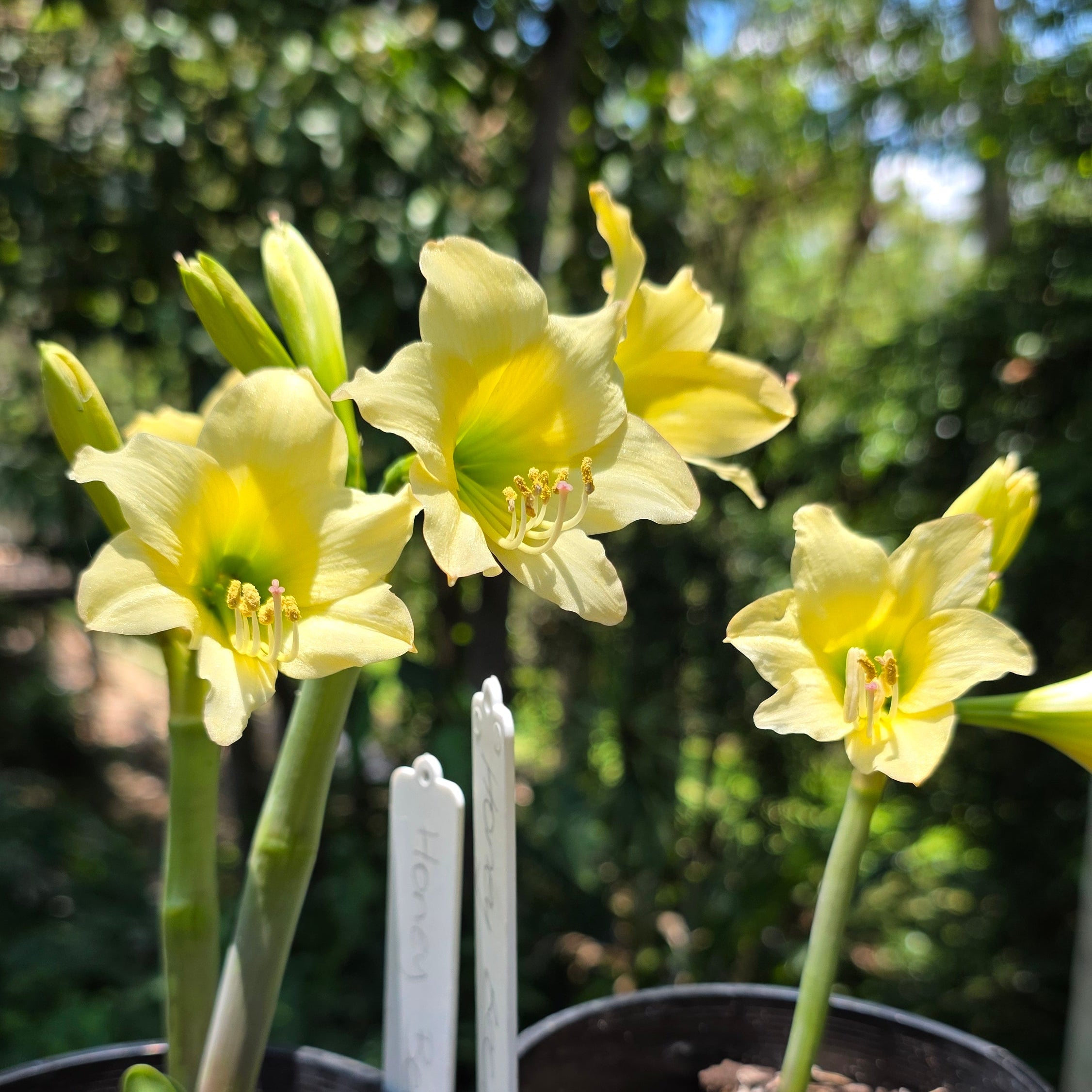 Hippeastrum 'Honeybee' – NEW! PRE ORDER!