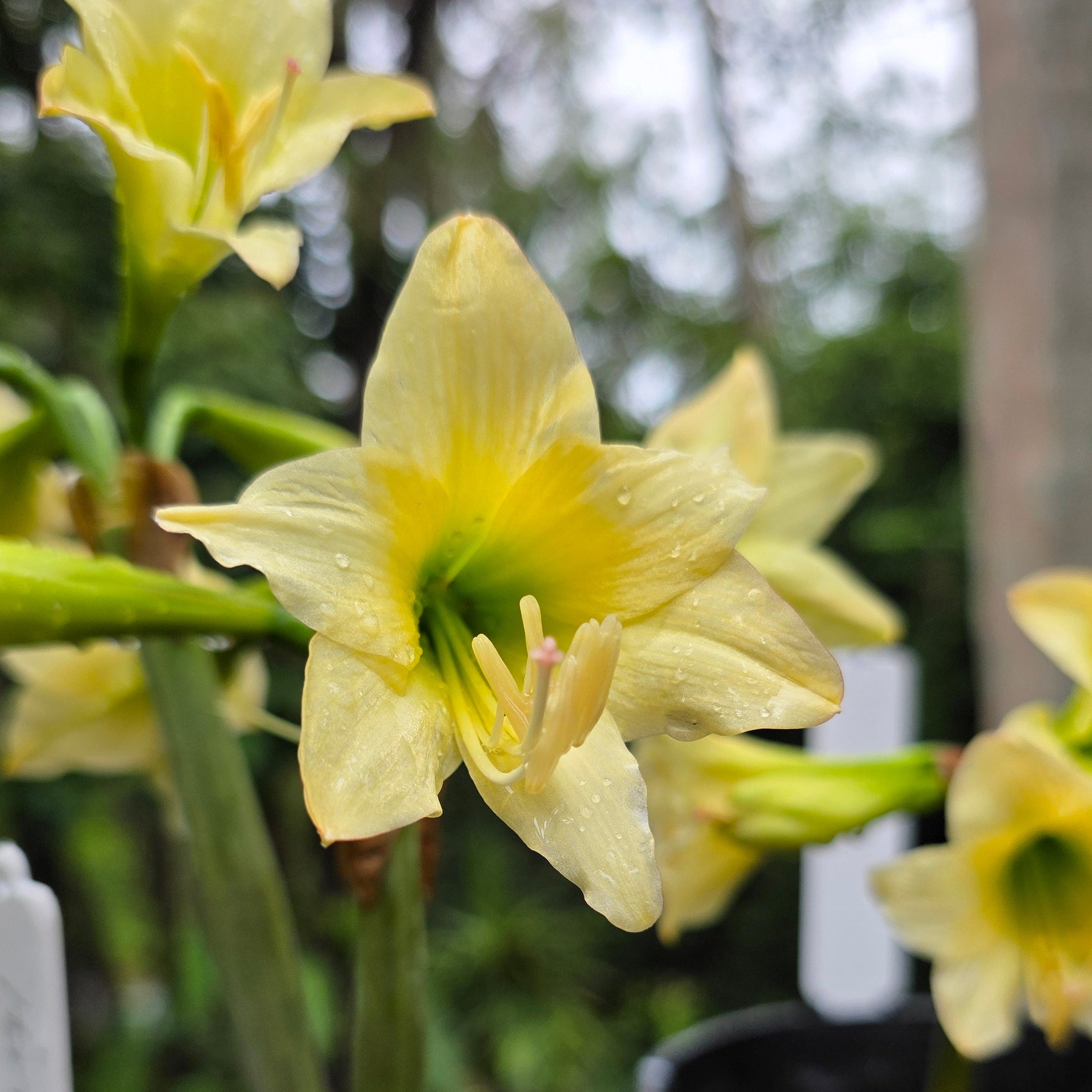 Hippeastrum 'Honeybee' – NEW! PRE ORDER!