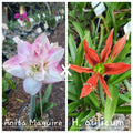 Hippeastrum Seedling 12 Month Old 'Anita Maguire' x 'H. aulicum'