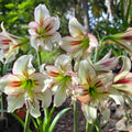 Hippeastrum 'Dragonfly'