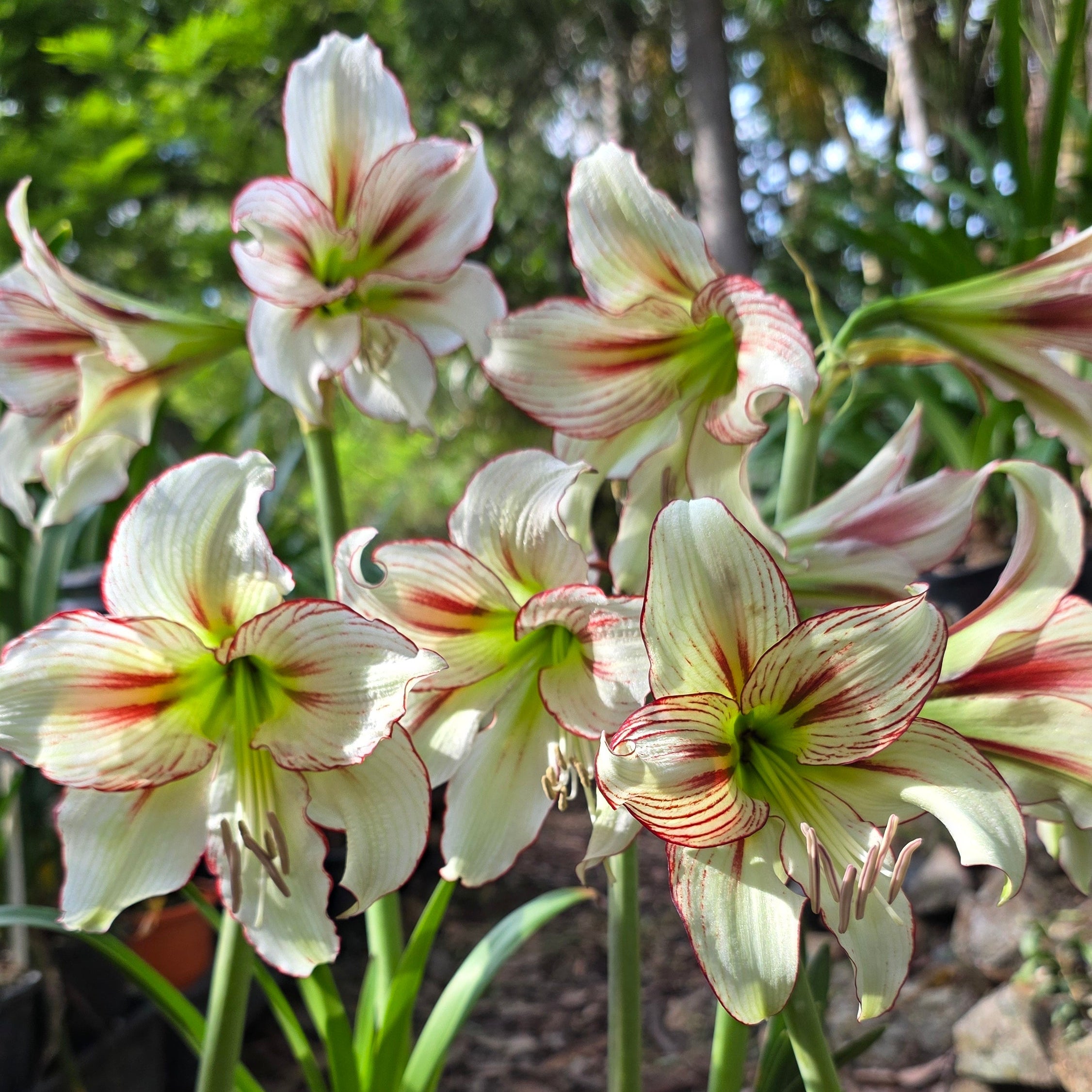 Hippeastrum 'Dragonfly'