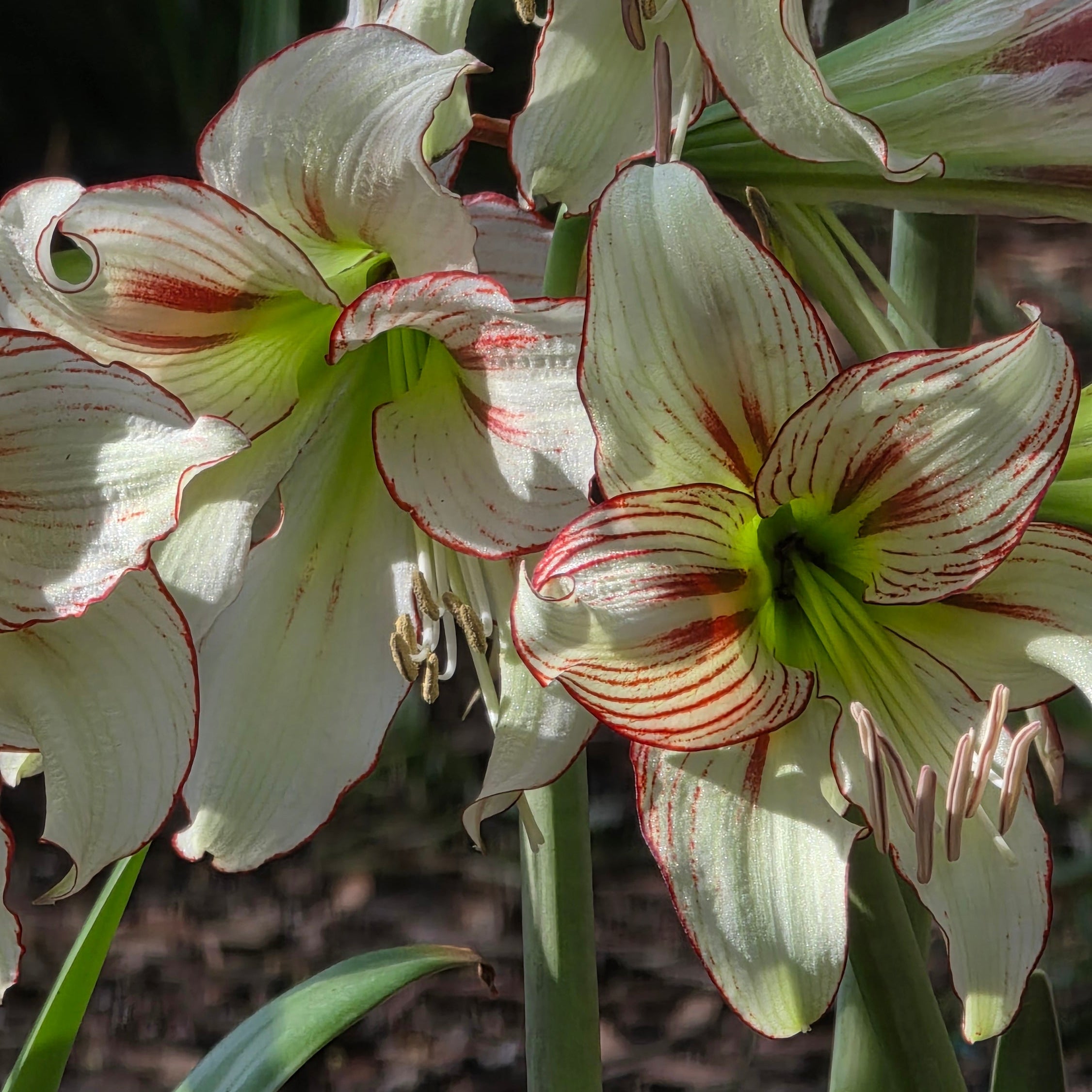 Hippeastrum 'Dragonfly'