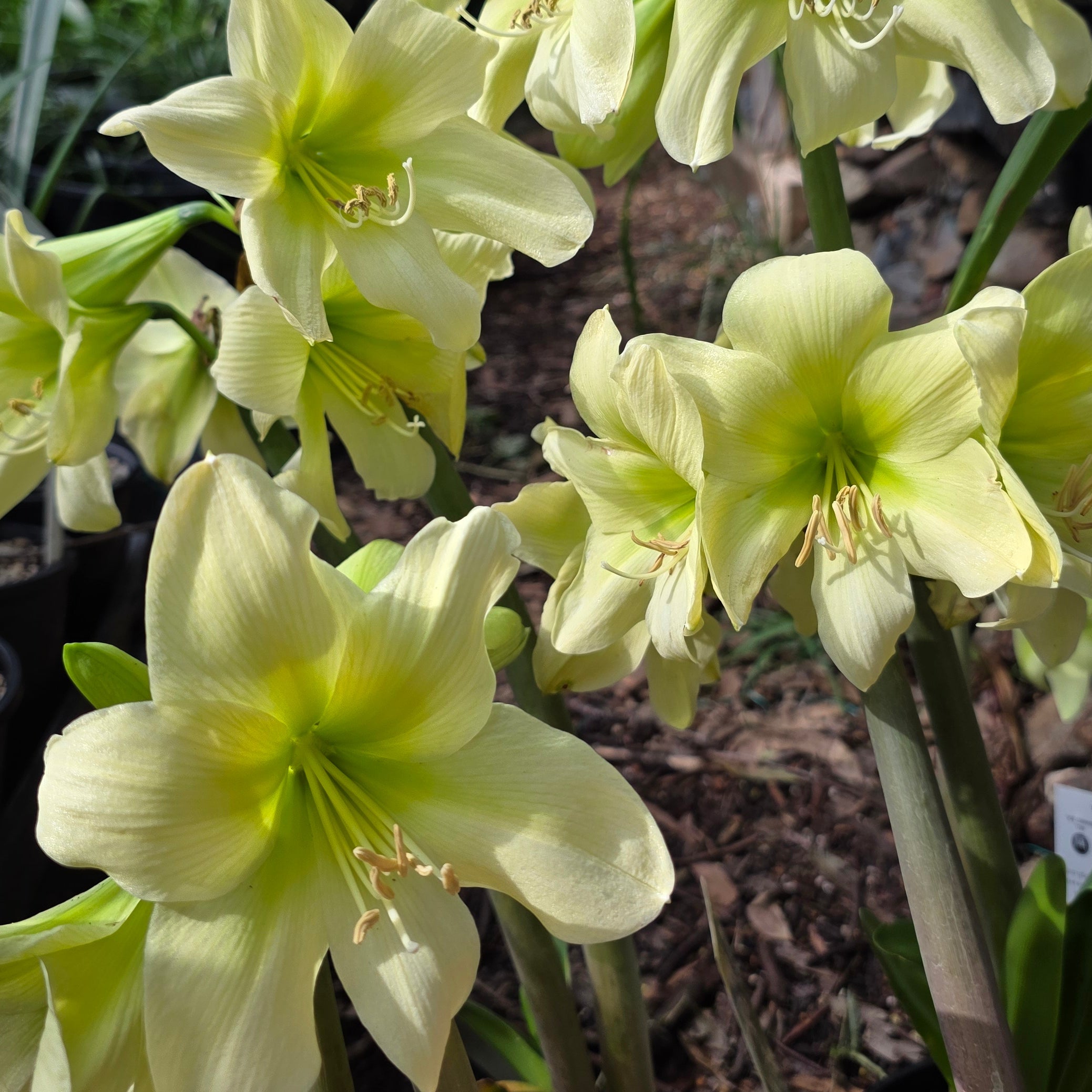 Hippeastrum 'Lemon Sorbet' – NEW! PRE ORDER
