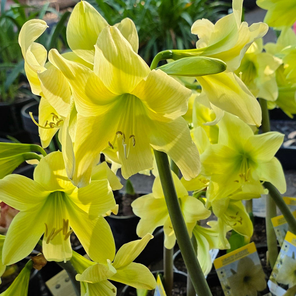 Hippeastrum 'Lemon Sorbet' – NEW! PRE ORDER