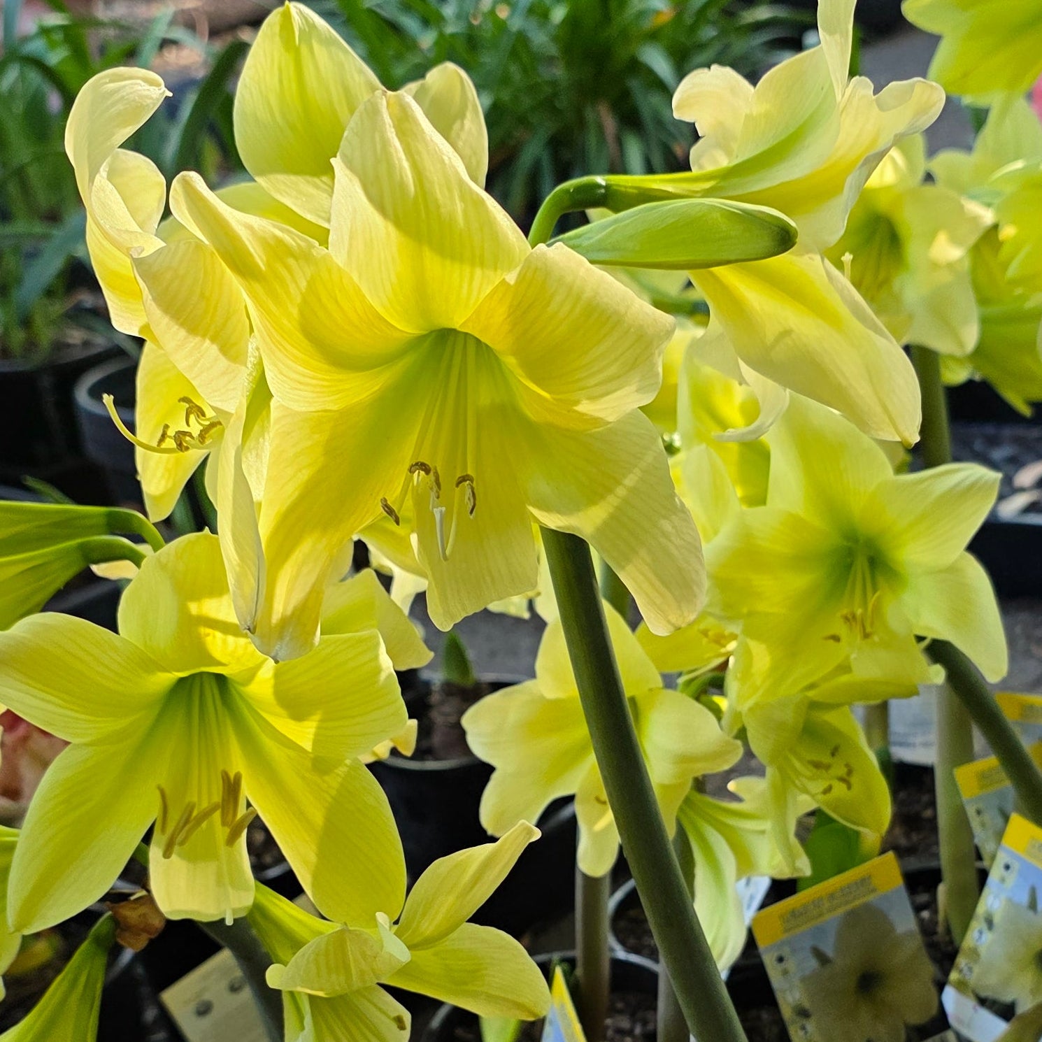 Hippeastrum 'Lemon Sorbet' – NEW! PRE ORDER