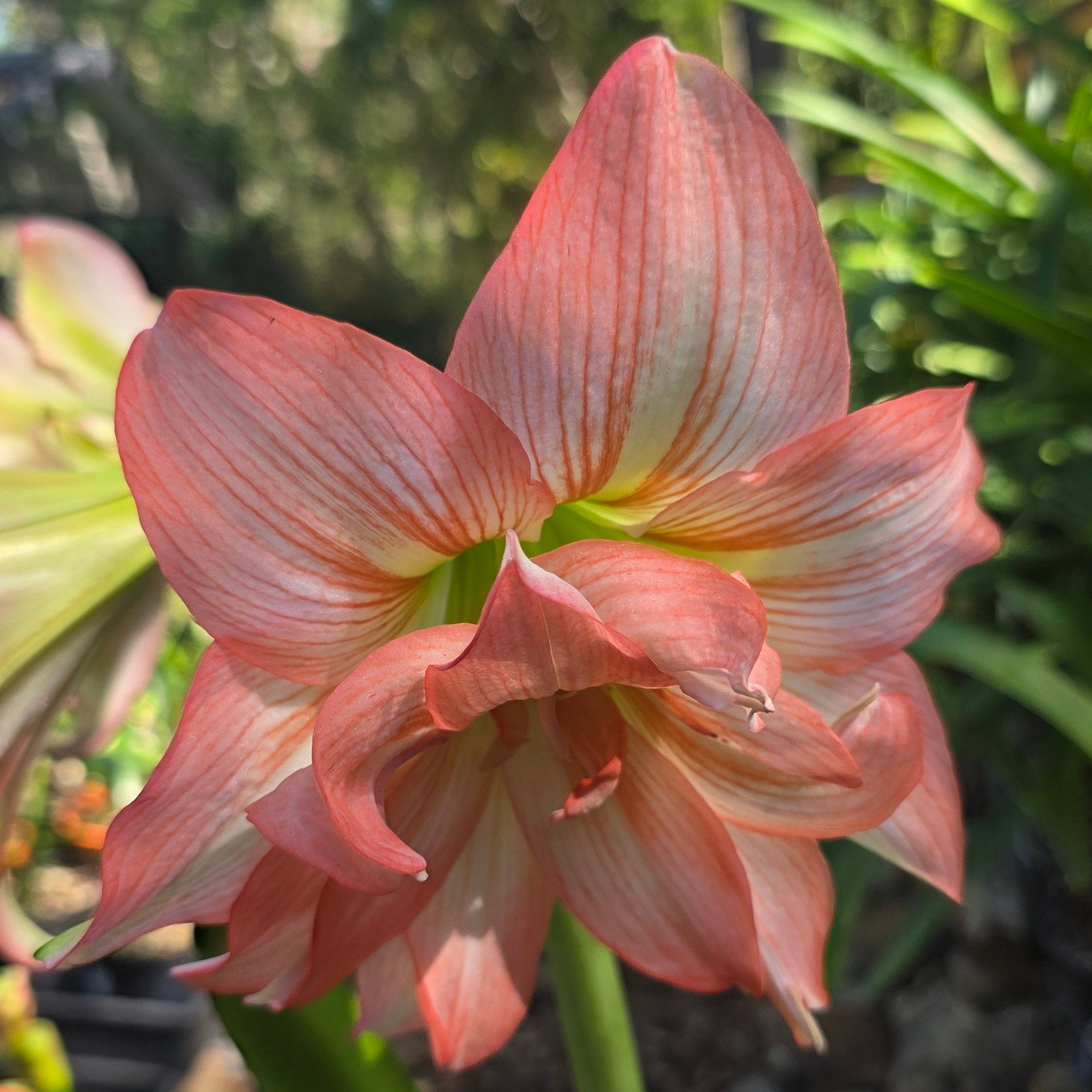 Hippeastrum 'Zombie'