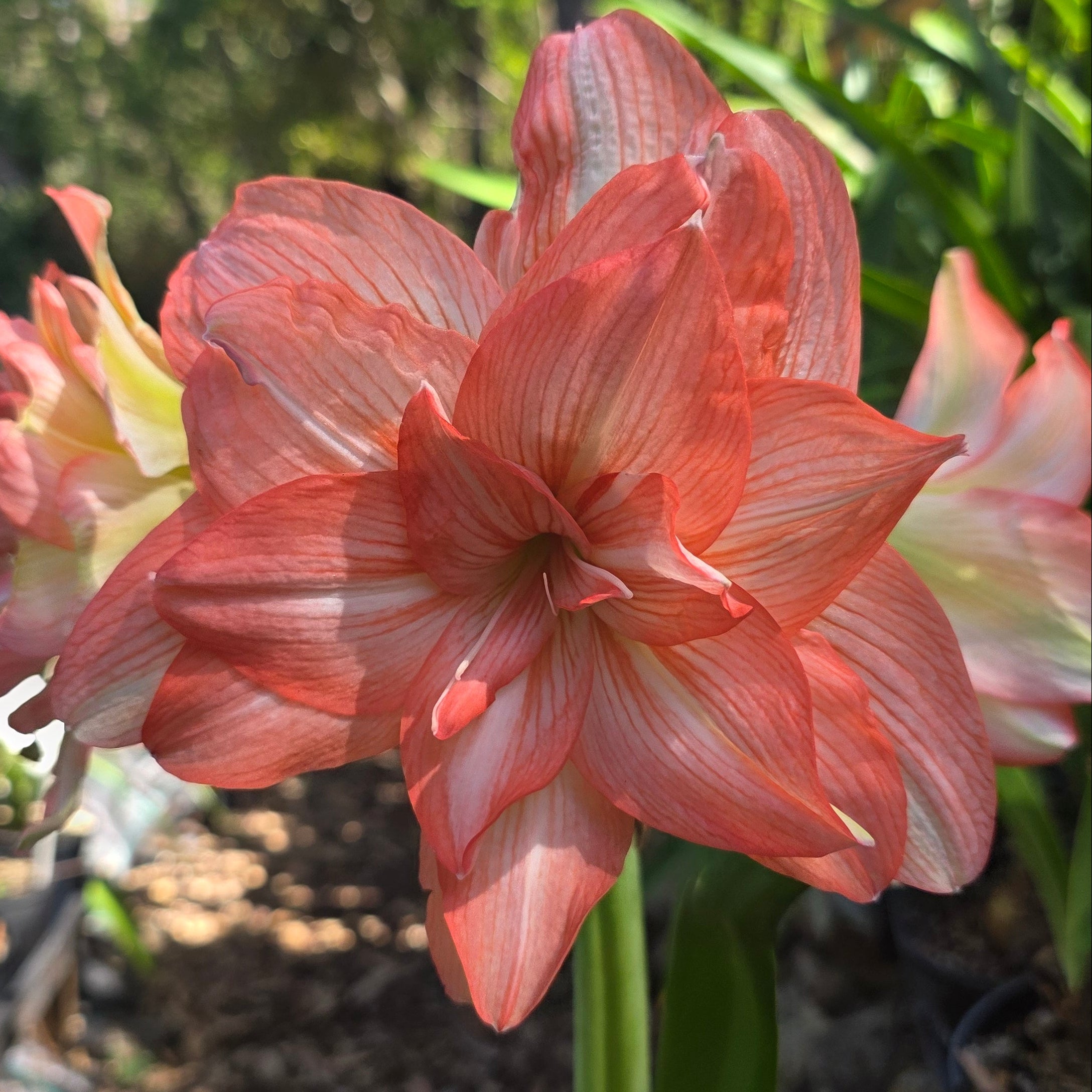 Hippeastrum 'Zombie'