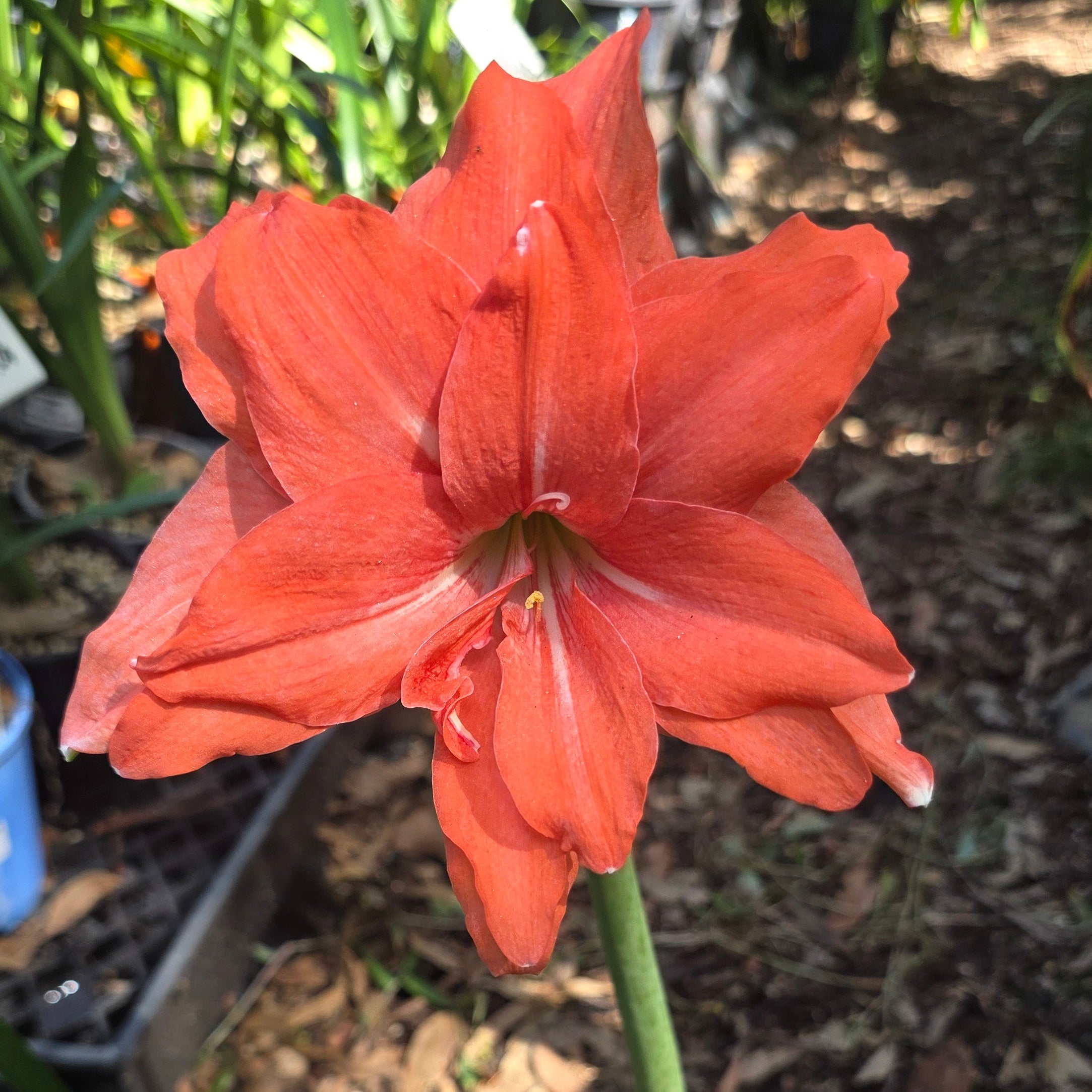 Hippeastrum 'Ballerina'