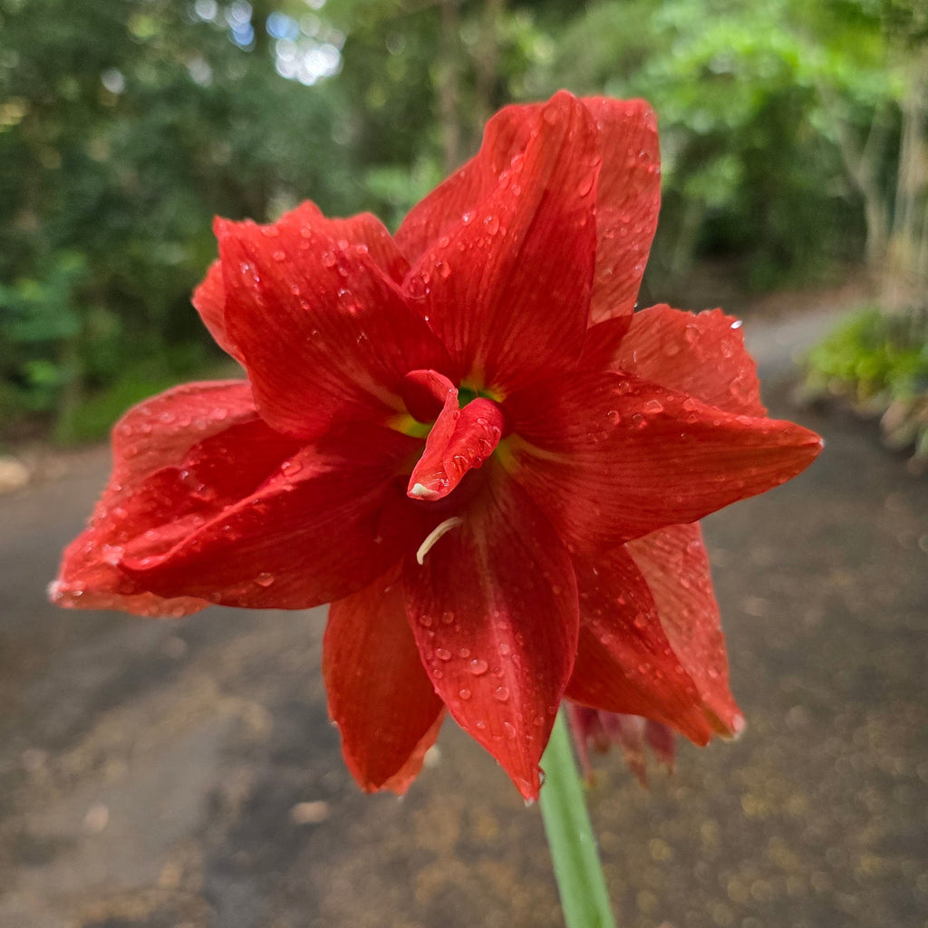 Hippeastrum 'Ballerina'
