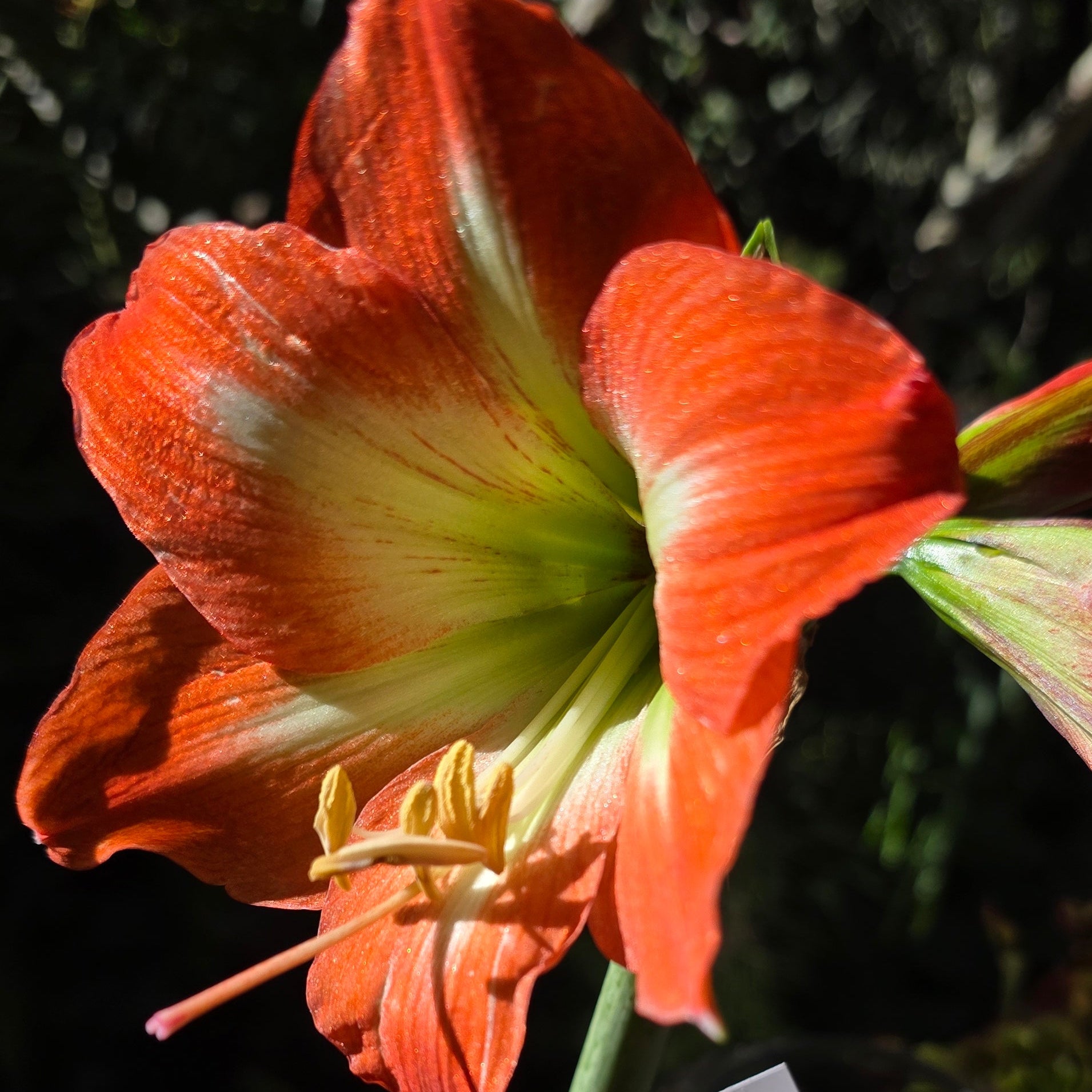 Hippeastrum 'Mango Charm' – NEW  2026 PRE ORDER