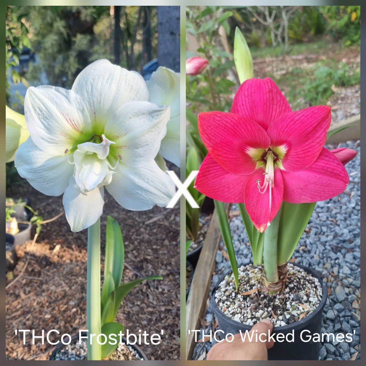 Hippeastrum Seedling 12 Month Old 'THCo Frostbite' x 'THCo Wicked Games'