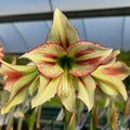 Hippeastrum 'Cleopatra' – NEW! PRE ORDER
