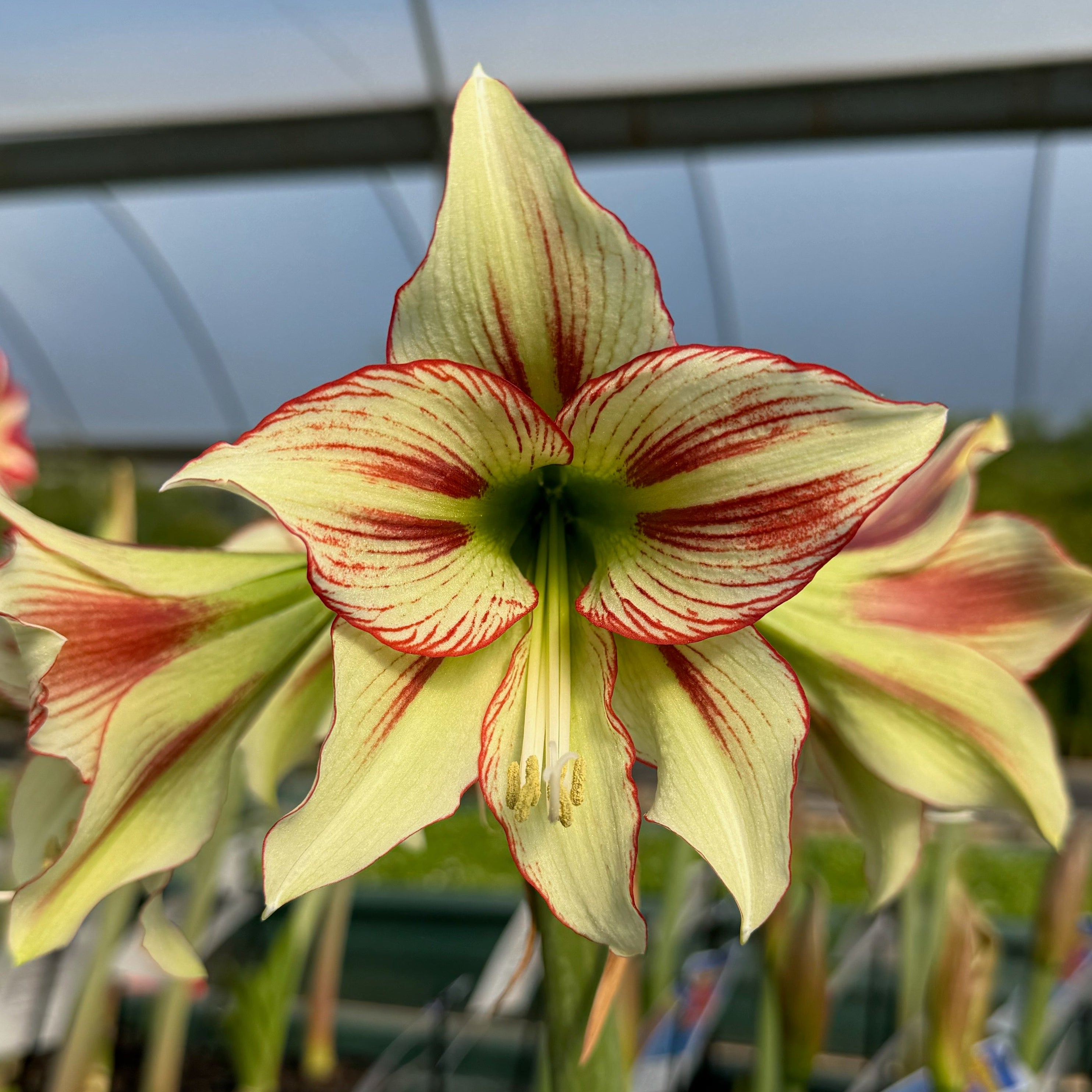 Hippeastrum 'Cleopatra' – NEW! PRE ORDER