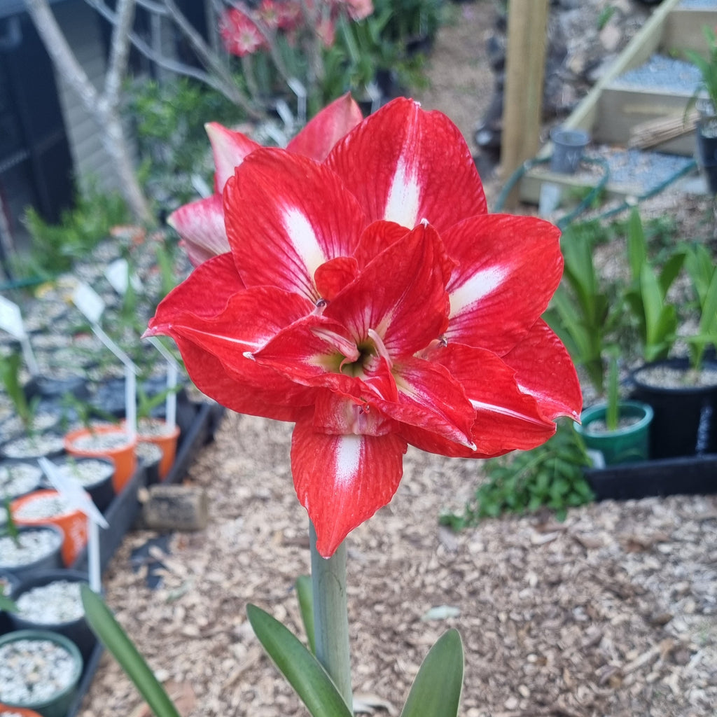 Double-Hippeastrum-THCo-Gingham-Red-Buy