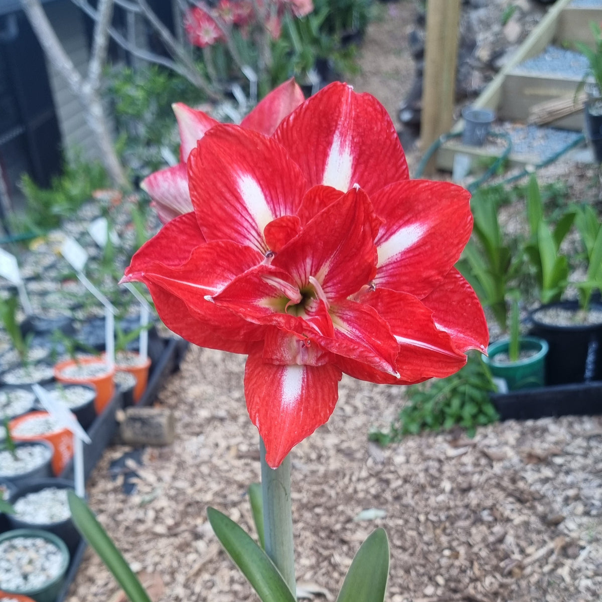 Double-Hippeastrum-THCo-Gingham-Red-Buy