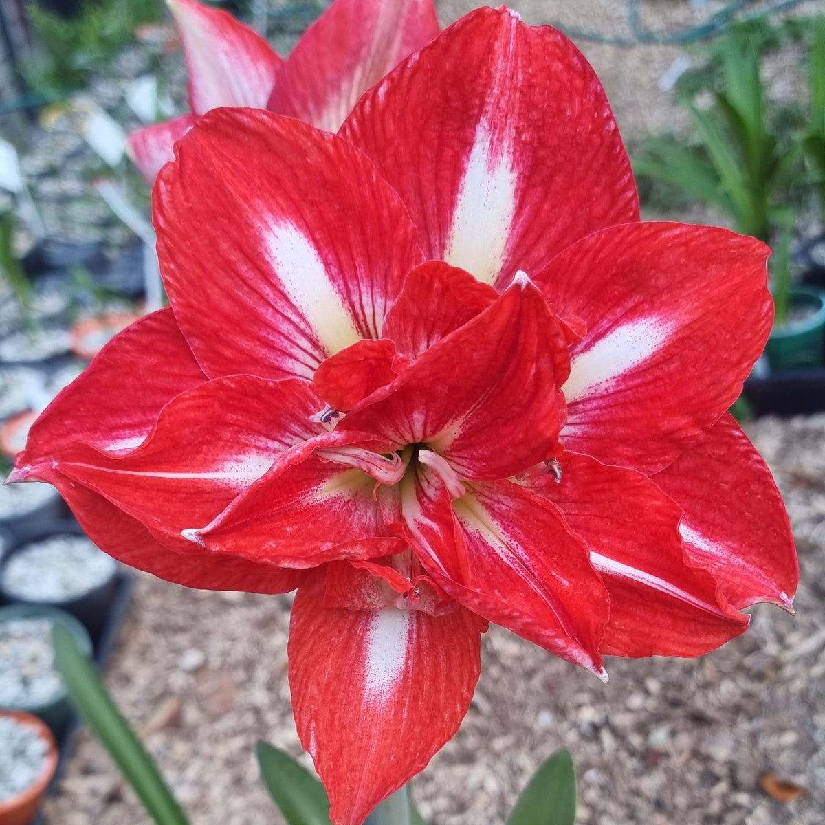 Double Hippeastrum THCo Gingham Red Buy