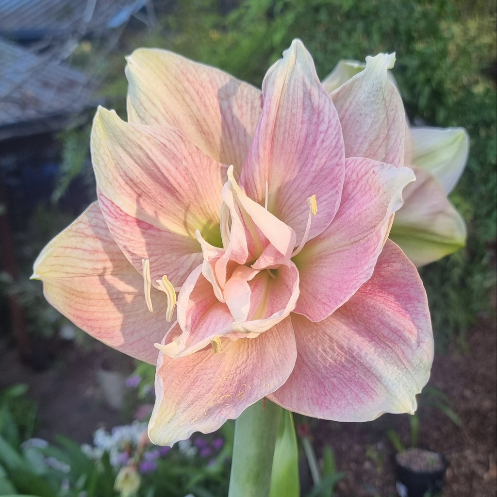 Double Hippeastrum THCo Lyndall Buy