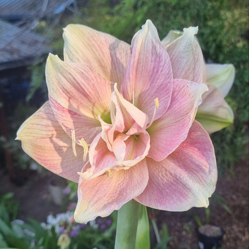 Double Hippeastrum THCo Lyndall Buy
