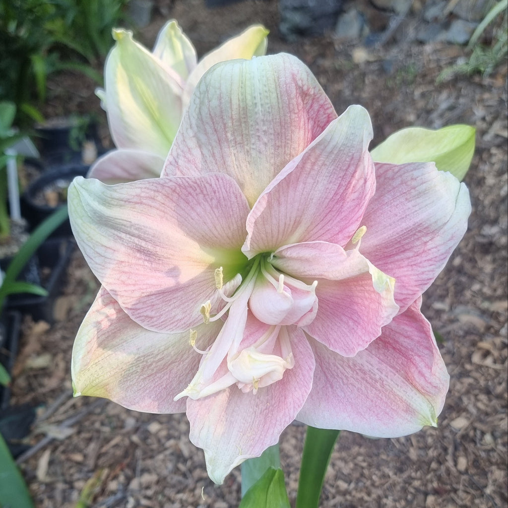 Double Hippeastrum THCo Lyndall Buy2