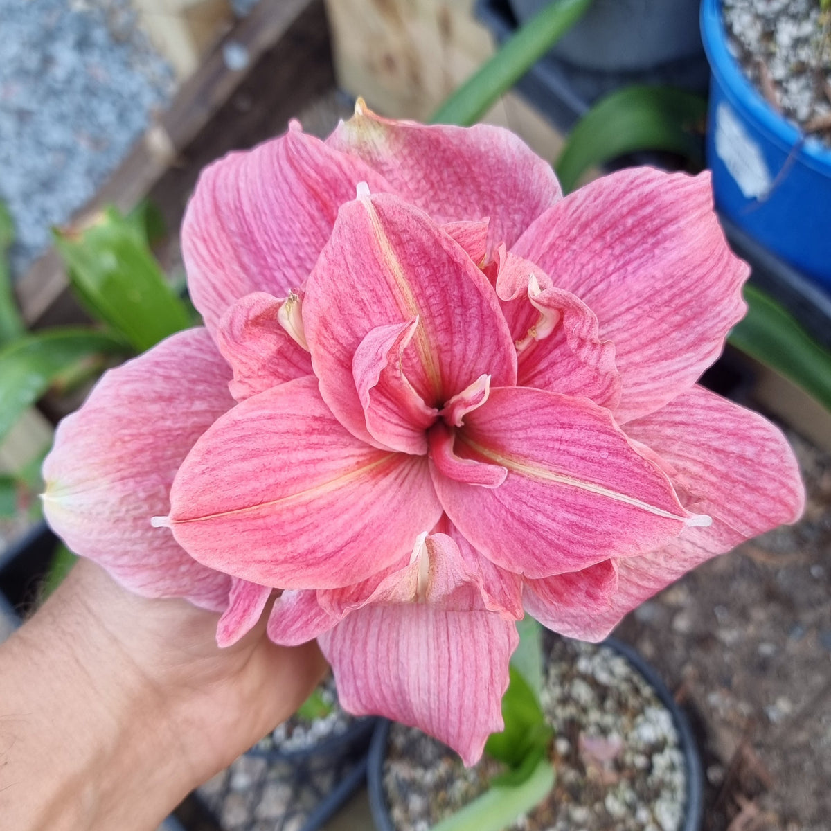 Double-Hippeastrum-THCo-Sleepy-Buy