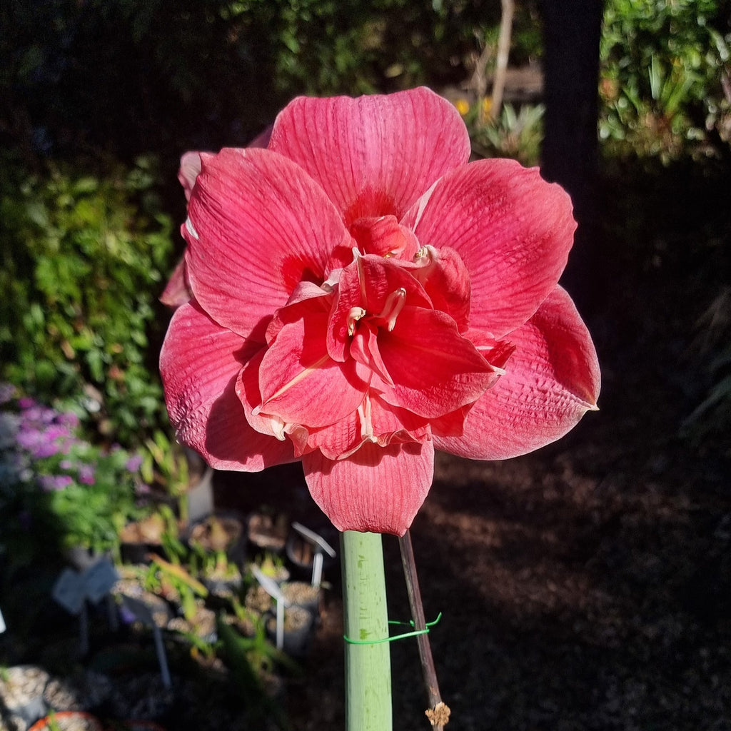 Double Hippeastrum THCo Sleepy Buy