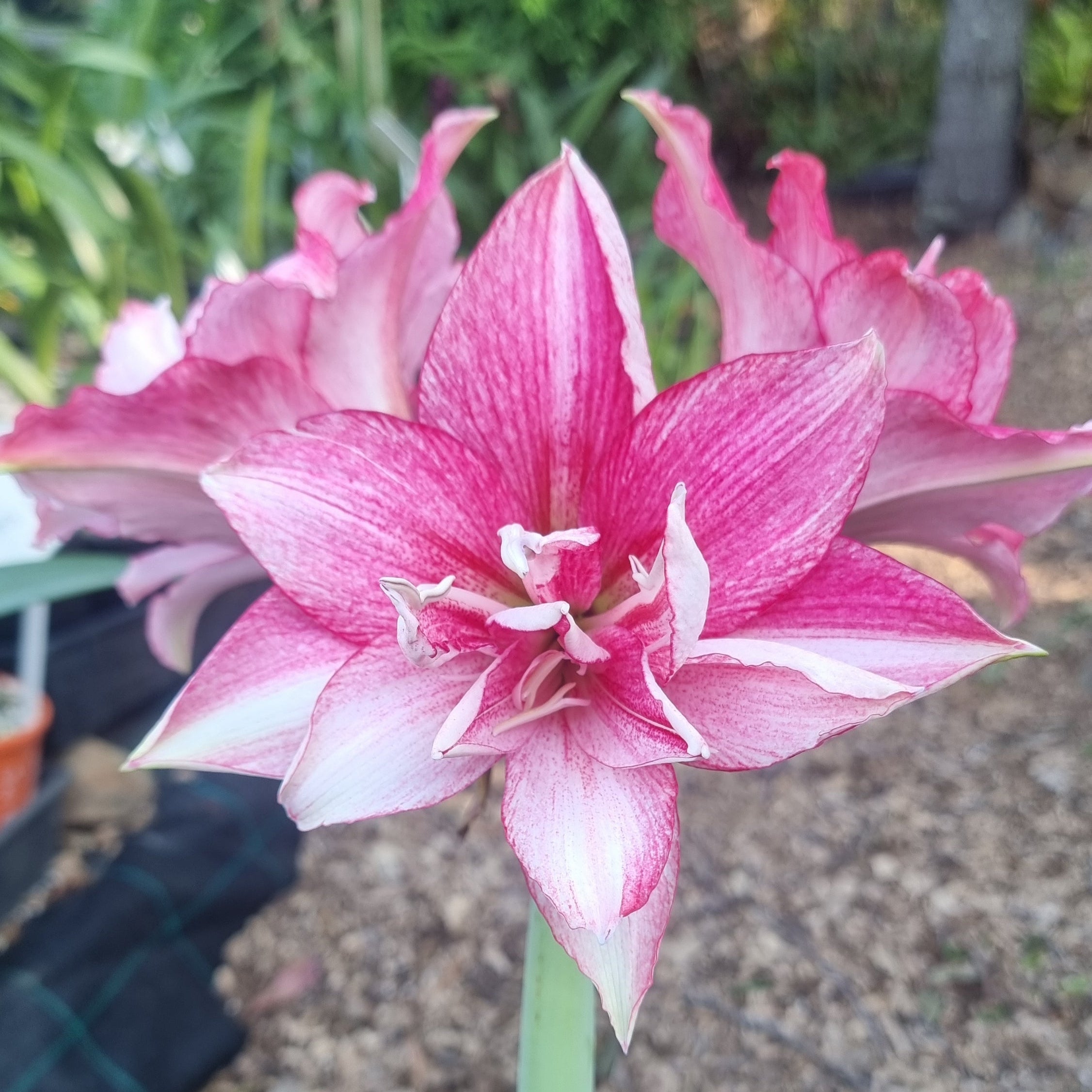 Double Hippeastrum 'THCo Alora' Pink Flowers