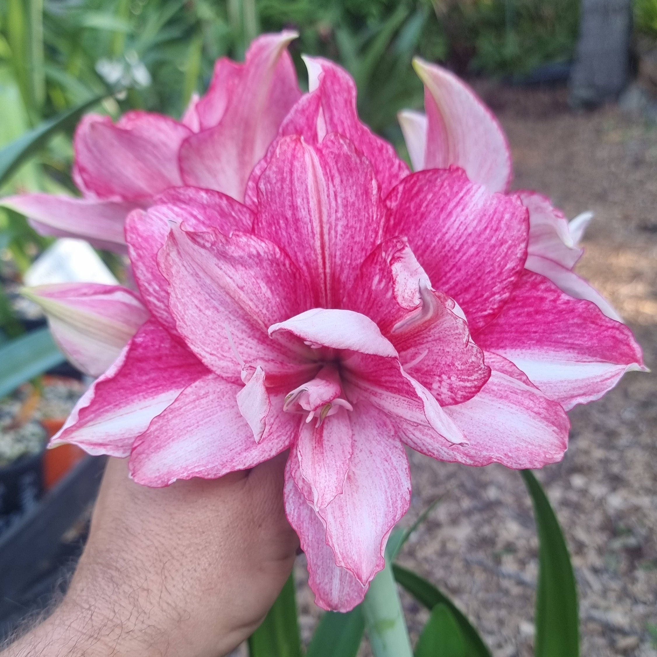 Double Hippeastrum THCo Alora