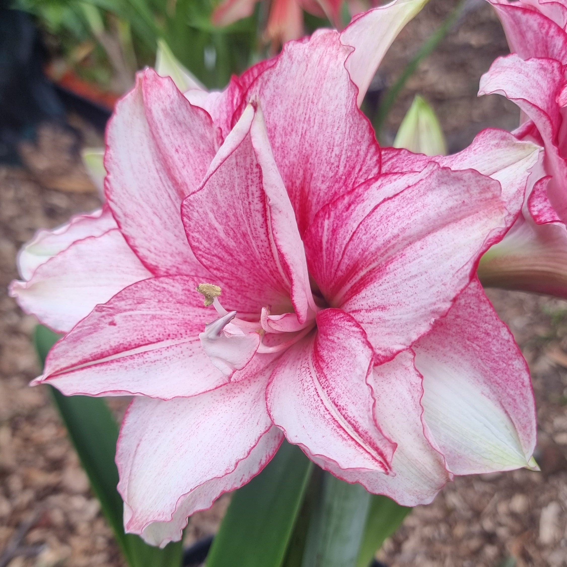 Double Hippeastrum 'THCo Alora'