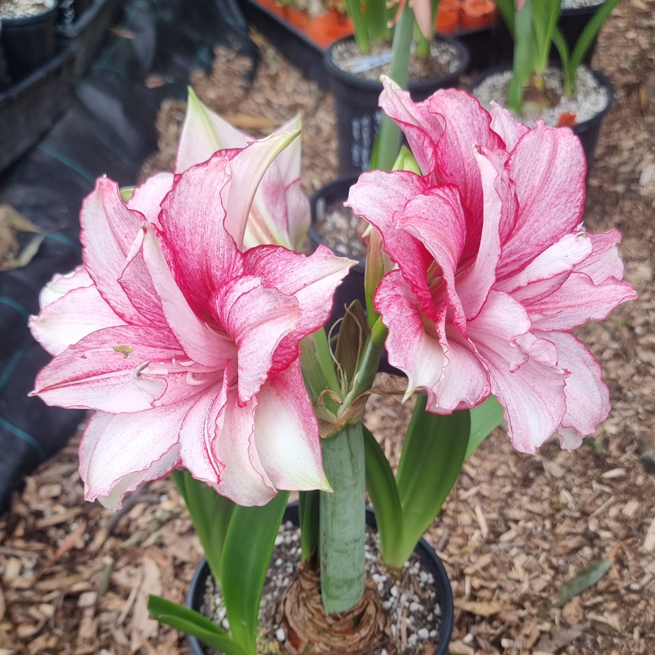 Double Hippeastrum 'THCo Alora'