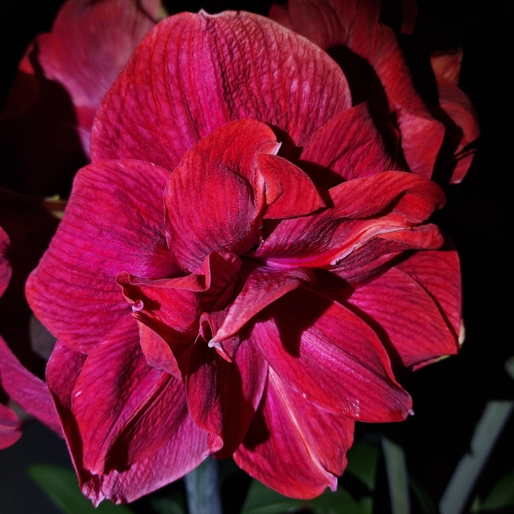 Double Hippeastrum 'THCo Claret'