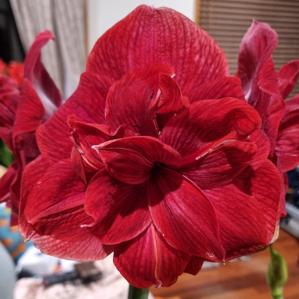 Double Hippeastrum 'THCo Claret'