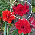 Double Hippeastrum 'THCo Claret'