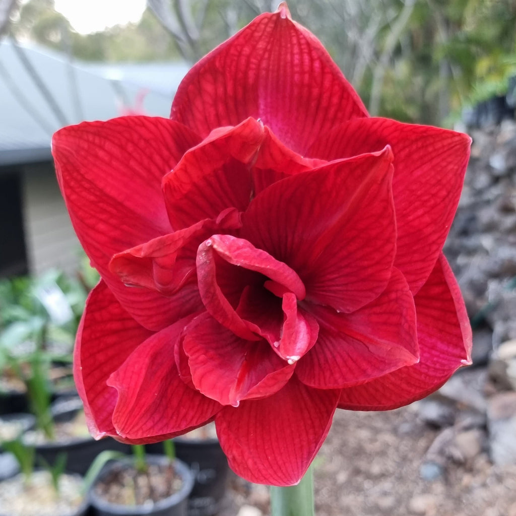 Double Hippeastrum 'THCo Claret'