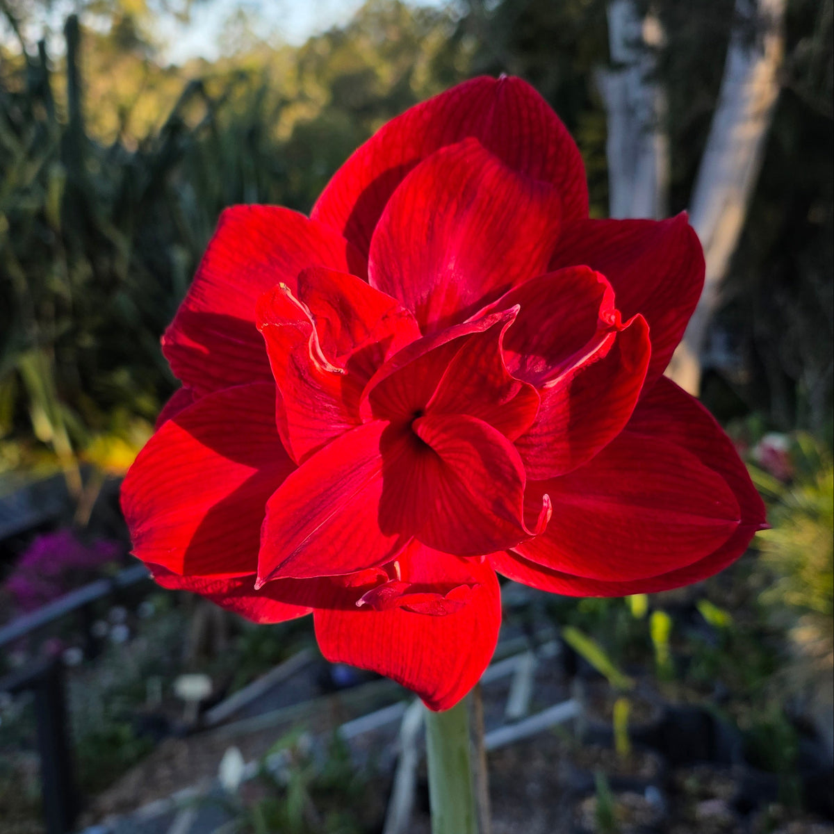 Double Hippeastrum THC Claret5
