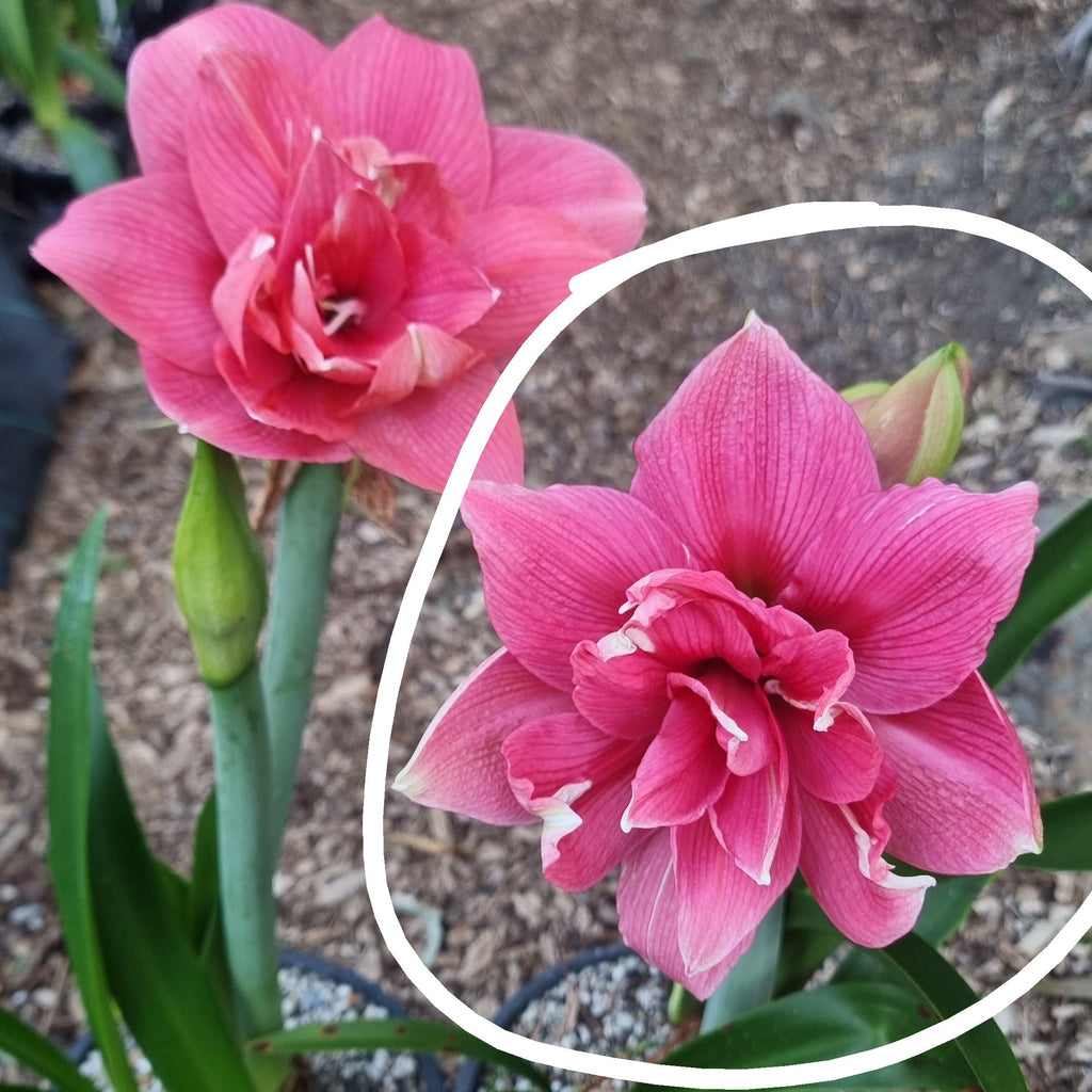 Double Hippeastrum 'THCo Evie'